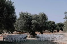 rows of chairs set up in front of an olive tree