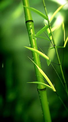 a close up view of the stems of a bamboo plant with water droplets on it