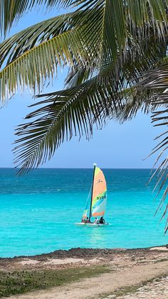 a person on a surfboard in the water under a palm leaf tree with blue sky