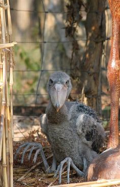 a large bird sitting on the ground in front of a wire fence and some rocks