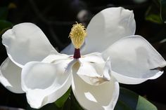 a large white flower with yellow stamens