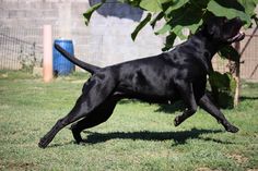 a black dog is running in the grass