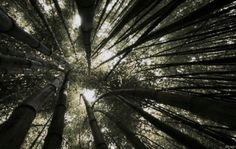 looking up at the tops of tall trees