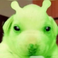 a close up of a green dog with big eyes