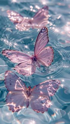 two pink butterflies floating in the water