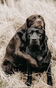 two dogs are sitting in the tall grass and one has his head on another dog's back