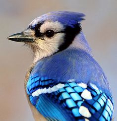 a blue and white bird sitting on top of a tree branch