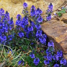 purple flowers growing out of the ground next to rocks