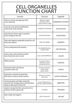 Discover the fascinating world of cells and their organelles! 🧪🔬 Unleash your scientific curiosity and unlock the secrets of life. #CellStructure #OrganellesExplained #ScienceEducation #cellstheirorganelles Anatomy And Physiology Cells Notes, Cell Physiology Notes, Cells Aesthetic, Organelles And Their Functions, Cell Parts And Functions, Cell Biology Notes, Nursing School Studying Cheat Sheets, General Knowledge For Kids