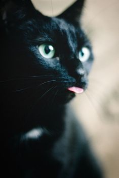 a black cat with it's mouth open looking at the camera