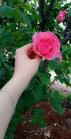 a pink rose being held up by someone's hand