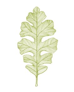 a drawing of a green leaf on a white background