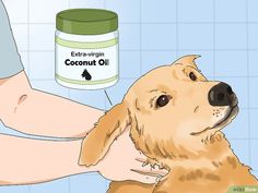 a dog getting its hair brushed by someone with an extra virgin coconut oil on it's head