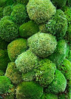 green moss growing on top of each other