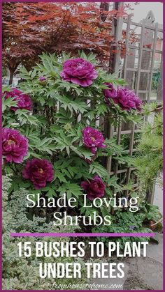 purple flowers growing on the side of a fence with text that reads shade loving shrubs 15 bushes to plant under trees