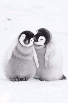 two penguins are standing next to each other in the snow, with one penguin touching its face