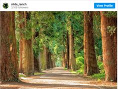 a dirt road surrounded by tall trees and greenery on both sides is lined with green foliage