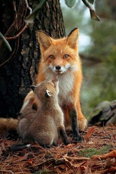 an adult red fox with its baby in the woods