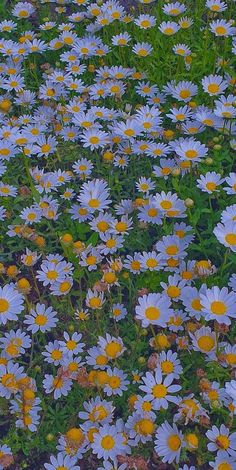 a field full of blue and yellow daisies