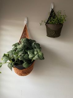 two plants are hanging on the wall next to each other, one is in a basket