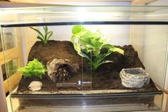 an aquarium with plants and rocks in it