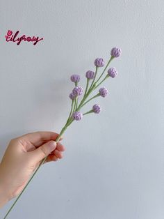 a hand holding a flower with purple flowers in the foreground and a white wall behind it