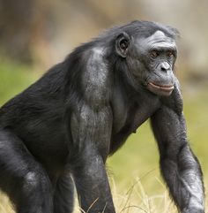 a chimpan standing in the grass looking at something