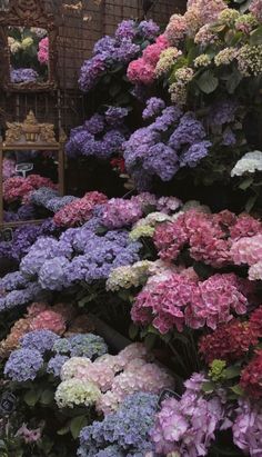 many different colored flowers on display in a store