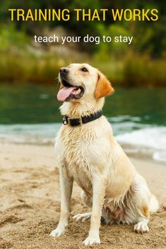 a dog sitting in the sand with its tongue out