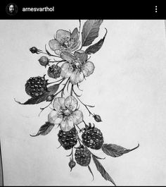 a drawing of flowers and berries on a piece of paper