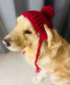 a brown dog wearing a red knitted hat