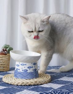 a white cat standing on top of a table next to a blue and white bowl