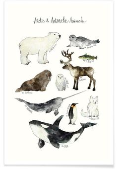 an animal poster with different animals on it's sides and the words arctic & antelope animals