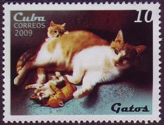 a postage stamp with two cats laying on top of each other and the caption reads, catos