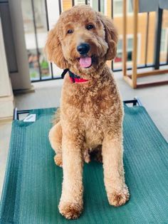 a brown dog sitting on top of a green mat