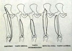 an image of the different types of bones in human body and how to draw them