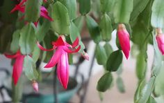 pink flowers are growing in a potted plant