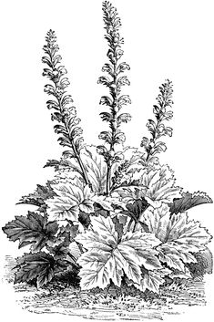 an ink drawing of some plants in the ground, vintage line drawing or engraving illustration