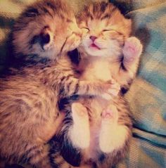 two kittens are cuddling together on the couch