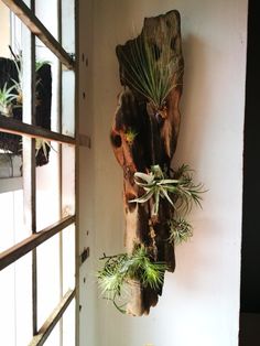 two air plants are hanging on the wall