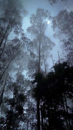 the sky is very dark and there are many trees in the forest with no leaves on them