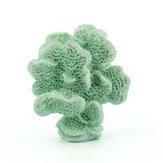 a close up of a sea sponge on a white background