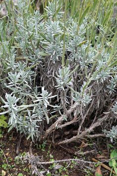 some plants that are growing in the dirt and grass with little green leaves on them