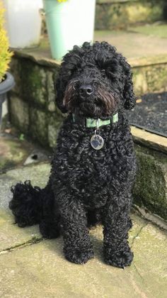 a small black dog sitting on top of a stone step next to a potted plant