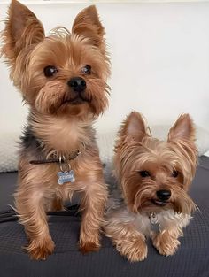 two small brown dogs sitting on top of a black bed next to eachother