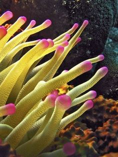 an orange and pink sea anemone in the water