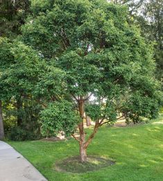 a small tree in the middle of a grassy area next to a sidewalk and trees