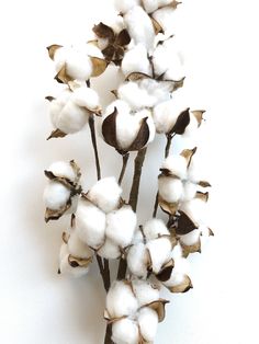 the cotton plant is ready to be used as a vase filler or centerpiece