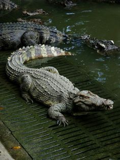 two alligators are laying on the grate in the water and one is eating