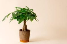 a potted plant sitting on top of a table